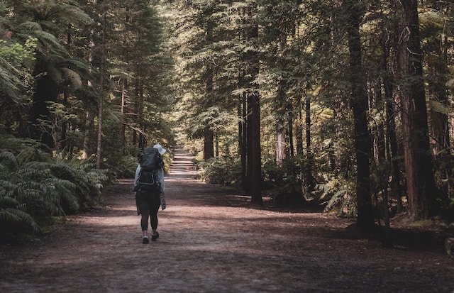 Nature walking photo by Rooban N